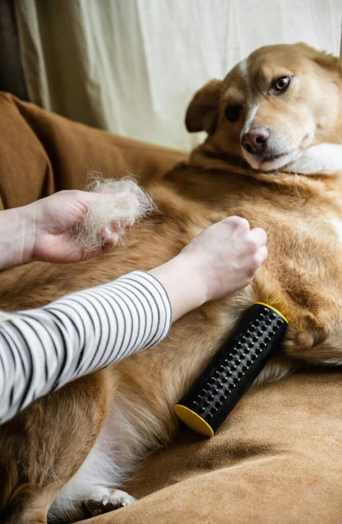 Ein Hund, der auf der Couch liegt und von einer Frau gepflegt wird. Tierhaare auf dem Sofa