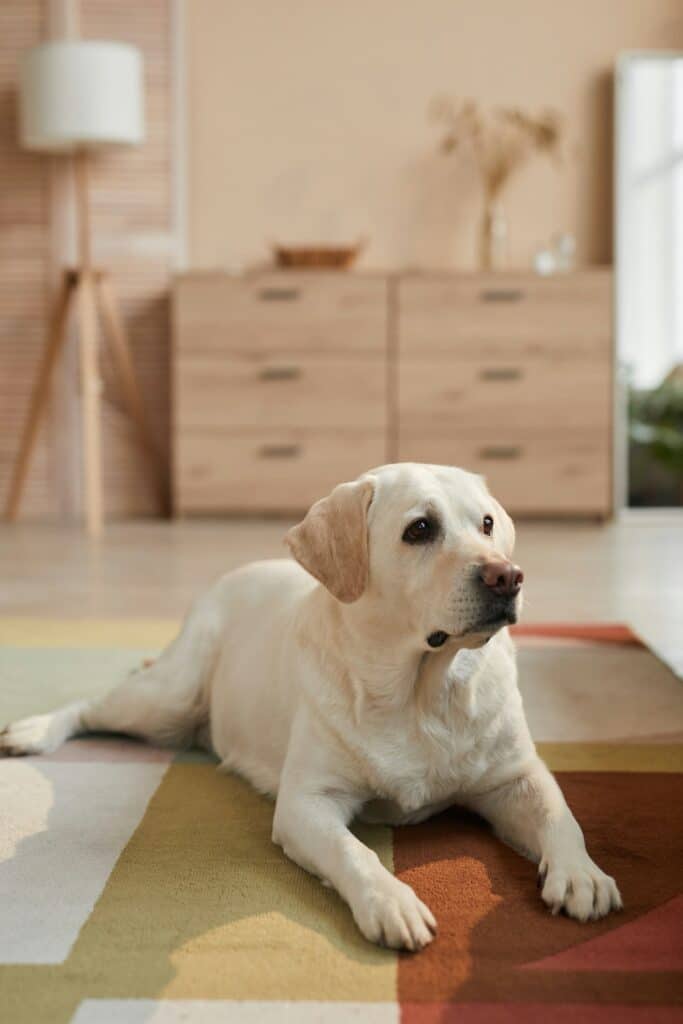 Ein weißer Labrador liegt auf einem Teppich in einem gemütlichen Wohnraum - Tierhaare im Alltag im Haushalt